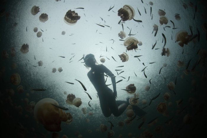 Купание среди медуз (5 фото)
