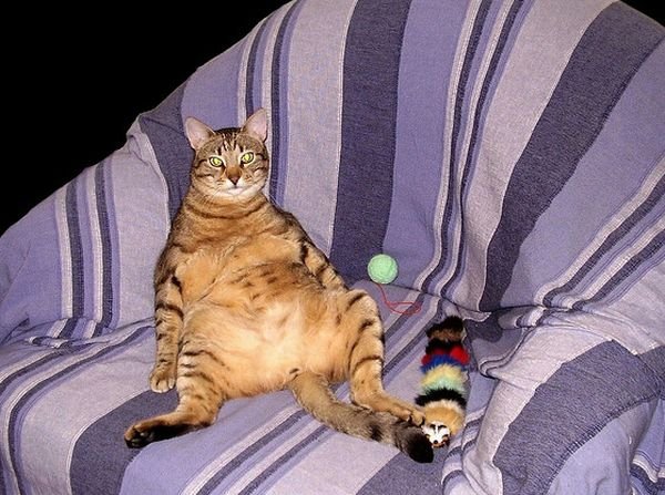 Толстые коты (48 фото)