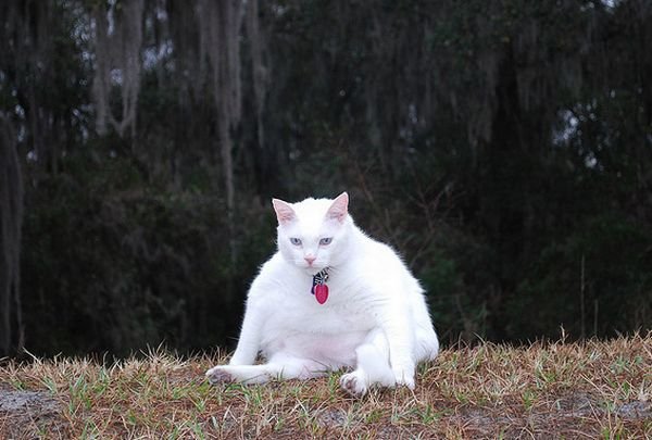 Толстые коты (48 фото)
