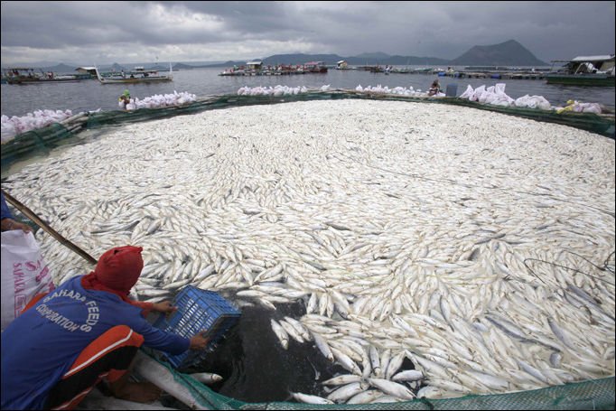800 тонн мертвой рыбы (9 фото)