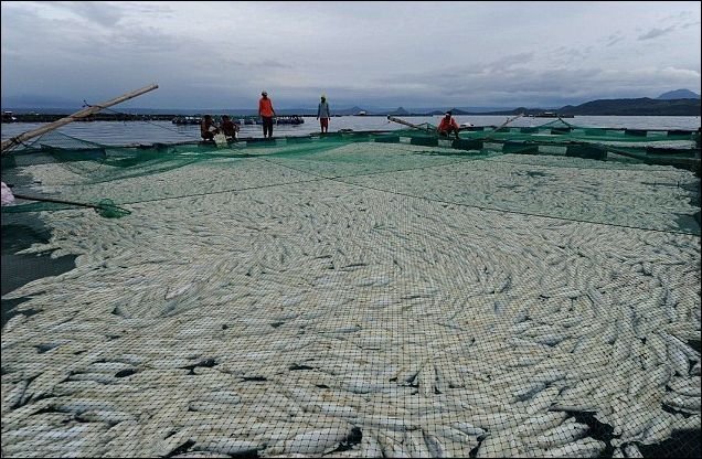 800 тонн мертвой рыбы (9 фото)