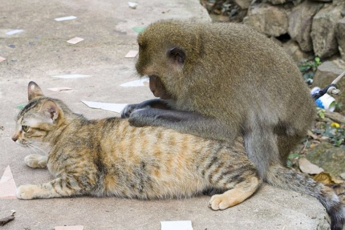 Дружба обезьянки и кошек (15 фото)