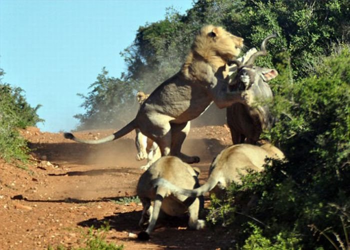 Антилопа против львов (5 фото)