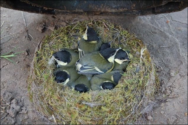 Гнездо в дорожном конусе (4 фото)