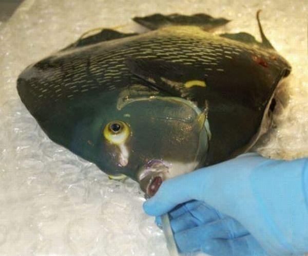 Рыбья операция (4 фото)