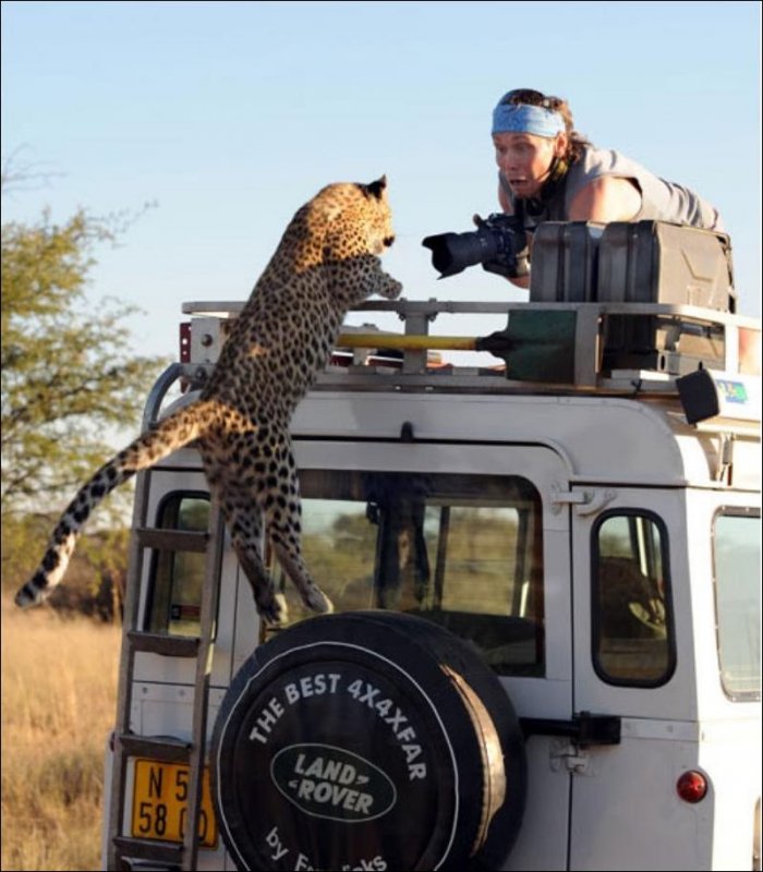 Леопард прогнал фотографов (5 фото)