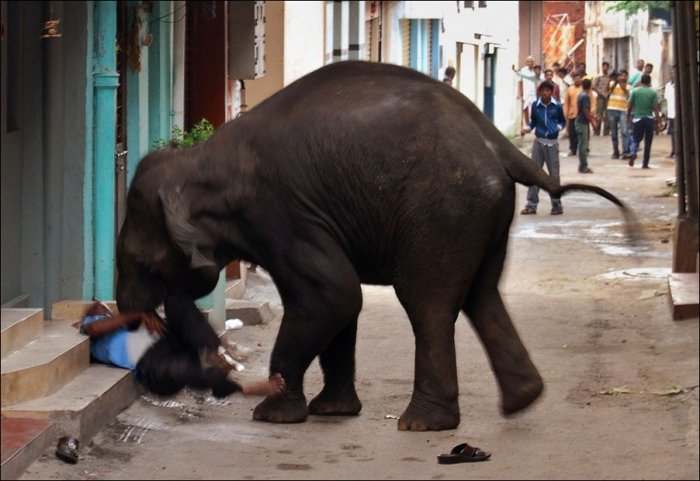 Слоновий бунт в Индии (6 фото)