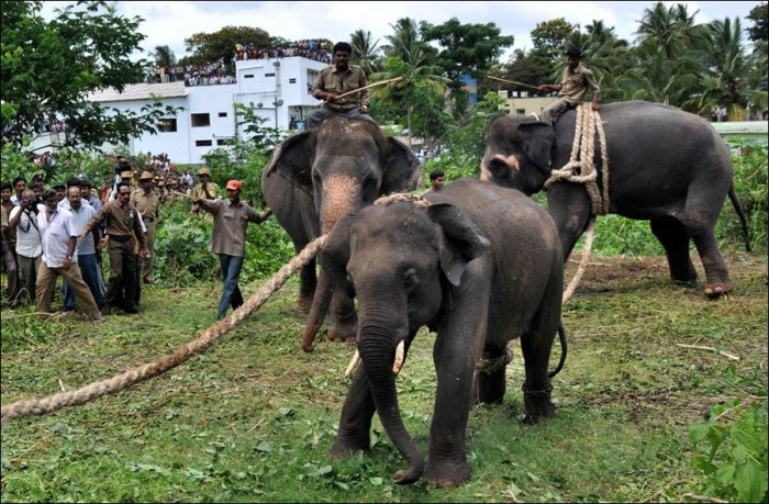 Слоновий бунт в Индии (6 фото)