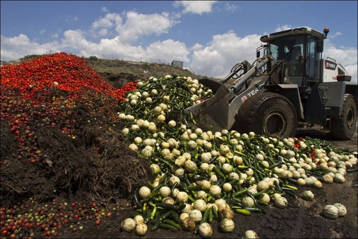 Уничтожение овощей в Европе (6 фото)
