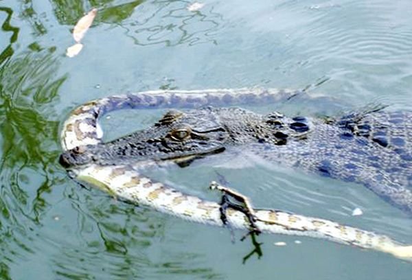 Крокодил атакует (36 фото)