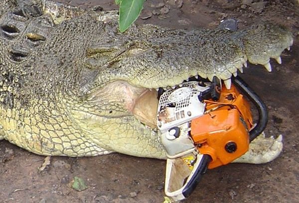 Крокодил атакует (36 фото)