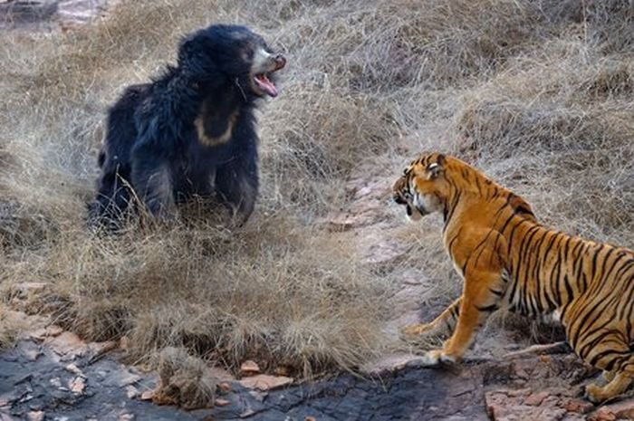 Тигр против медведицы (12 фото)