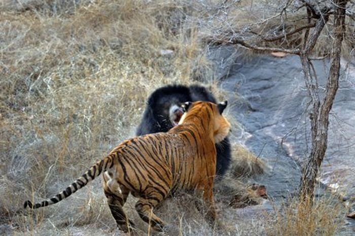 Тигр против медведицы (12 фото)