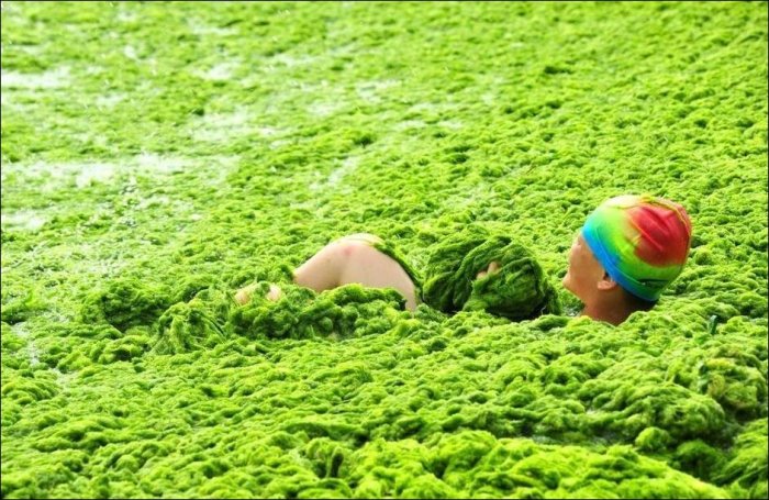 Нашествие водорослей (8 фото)