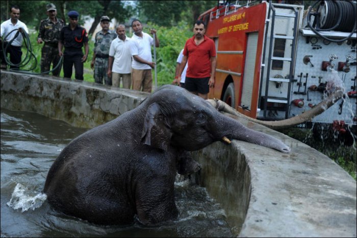 Слоненок упал в бассейн (6 фото)
