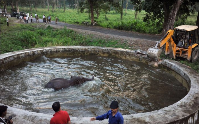 Слоненок упал в бассейн (6 фото)