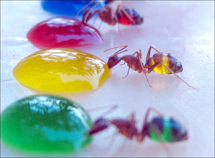 Разноцветные муравьи (3 фото)