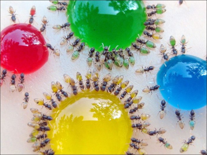 Разноцветные муравьи (3 фото)