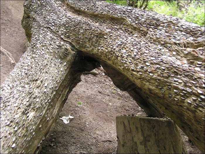 Денежные деревья в Великобритании (12 фото)