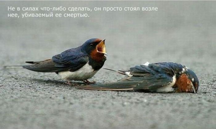 Птичья любовь (6 фото)