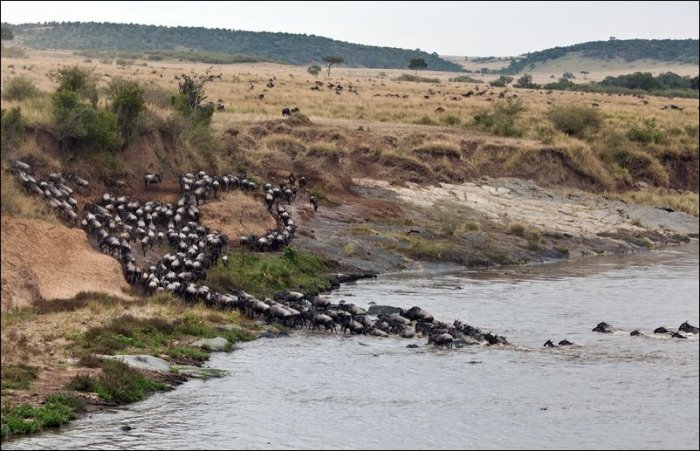 Спасение антилопы (11 фото)