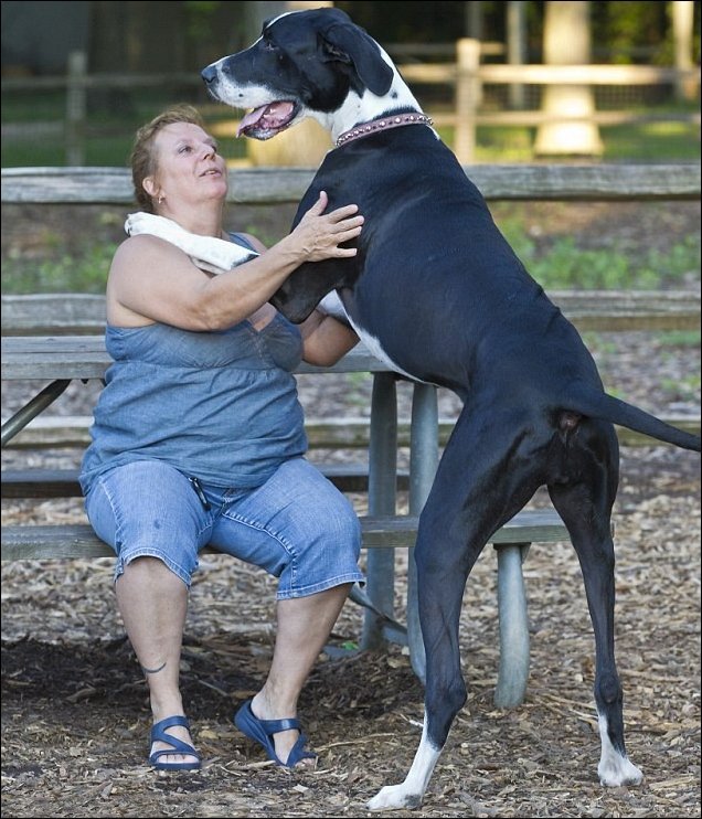 Самая высокая собака (4 фото)