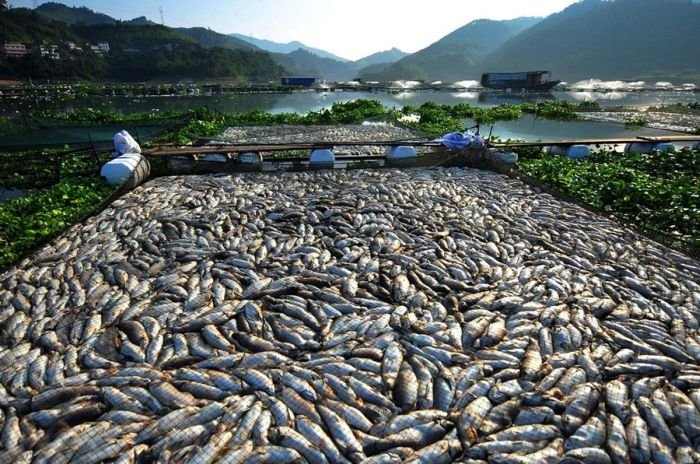 Мор рыбы в Китае (7 фото)