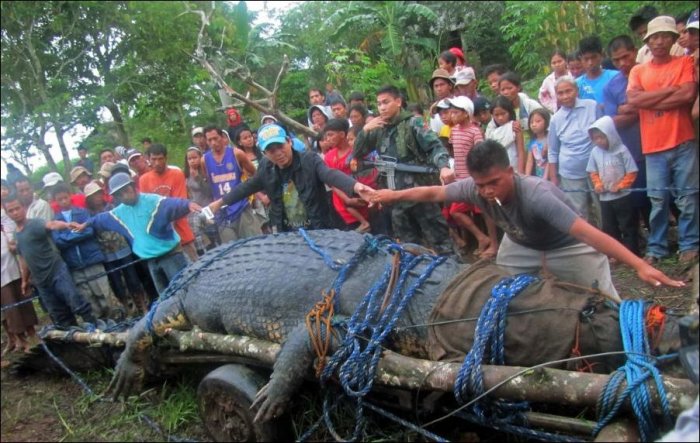 Огромный крокодил пойман на Филиппинах (4 фото + текст)