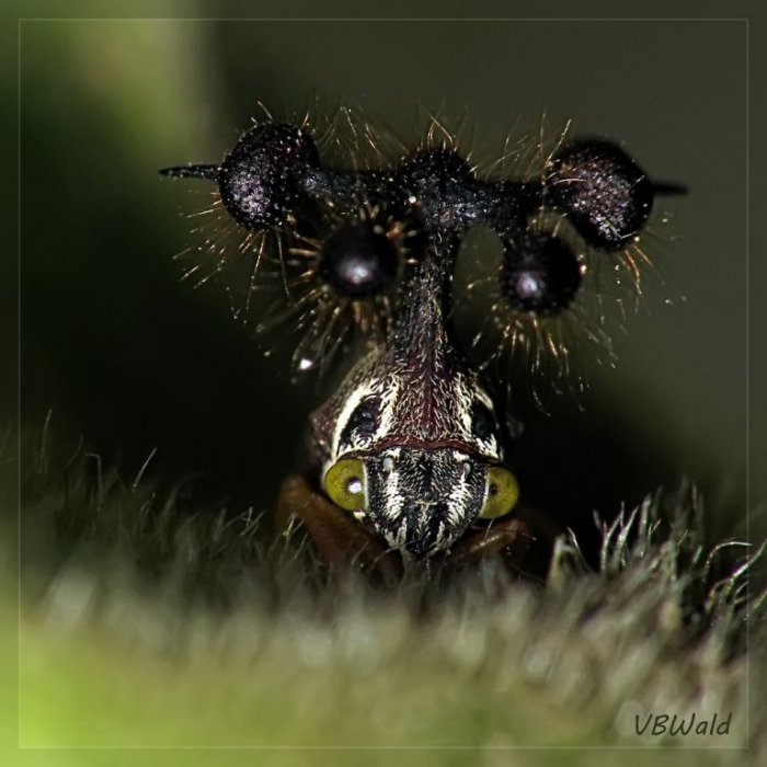 Самое необычное насекомое в мире (20 фото)