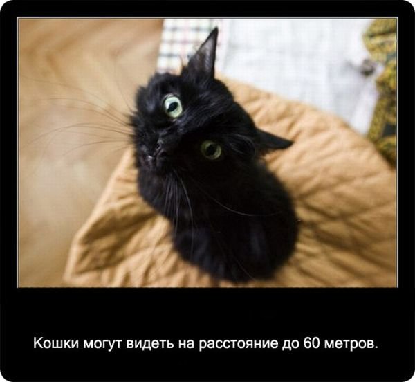 Факты о кошках (90 фото)