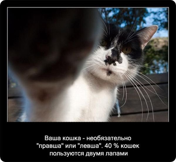 Факты о кошках (90 фото)