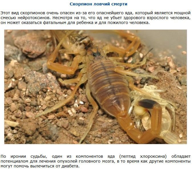Самые опасные насекомые (9 фото)