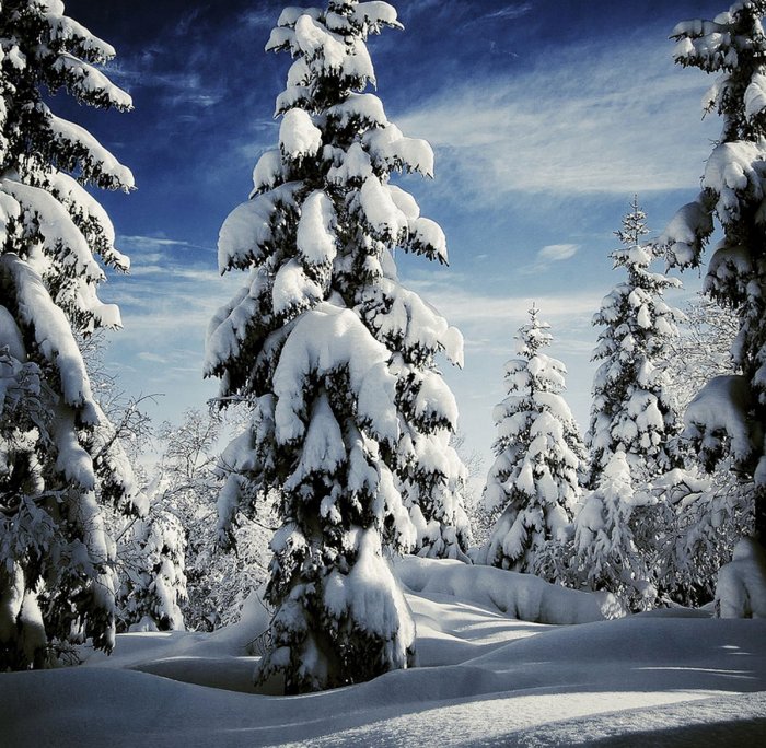 Зима (20 фото)