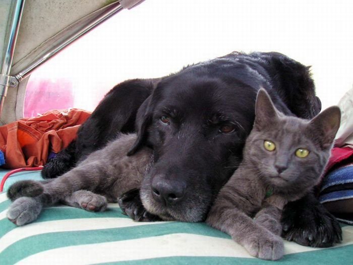 Дружба кошки и собаки (20 фото)