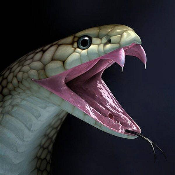 Змеи атакуют (26 фото)
