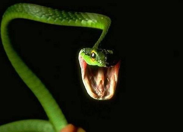 Змеи атакуют (26 фото)