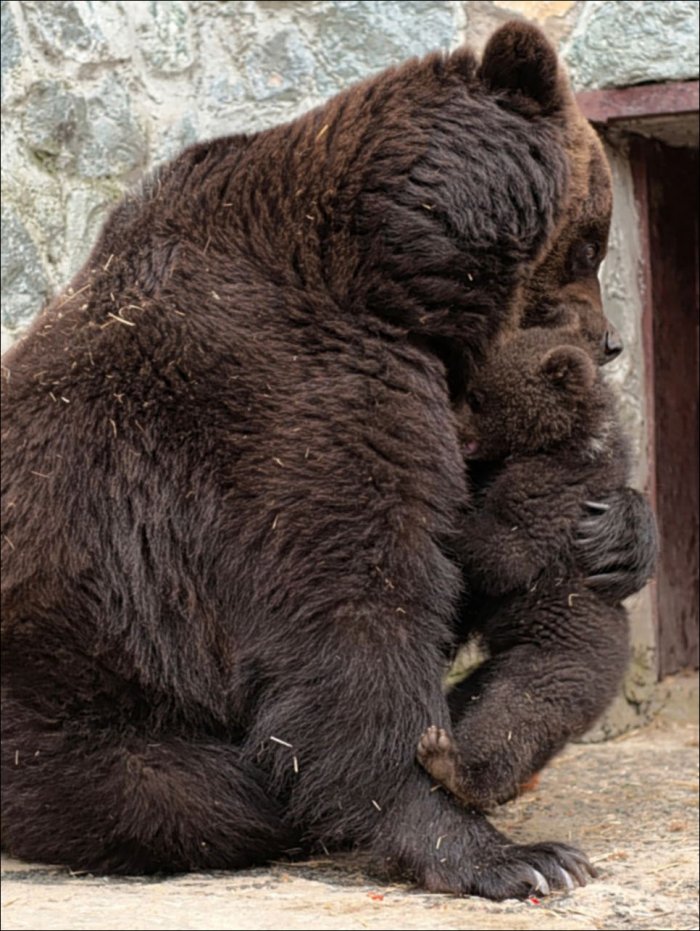 Воспитание по-медвежьи (4 фото)