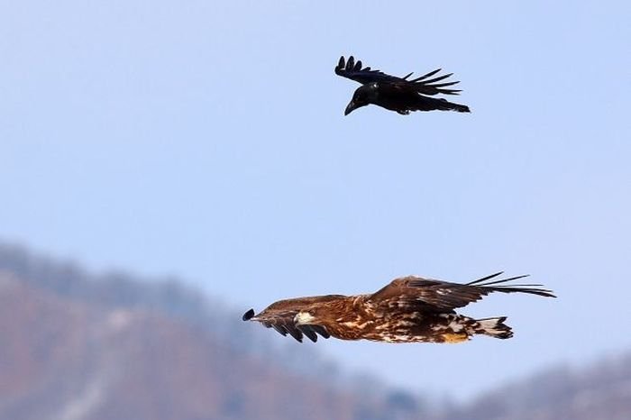 Ворона и орел (4 фото)