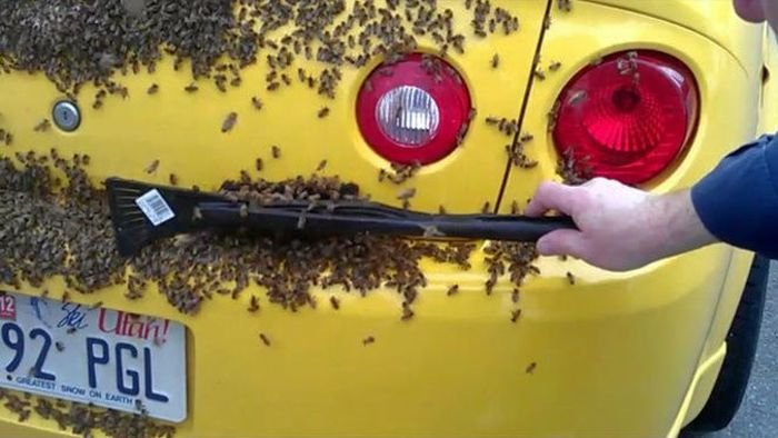 Пчелы облепили автомобиль (6 фото)