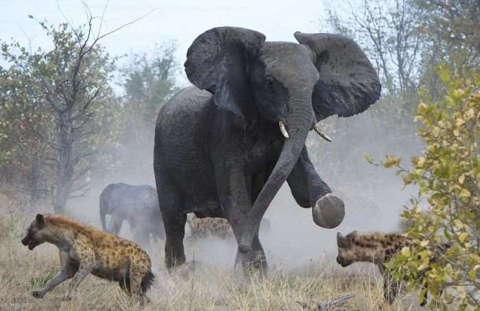 Слониха против гиен (7 фото)