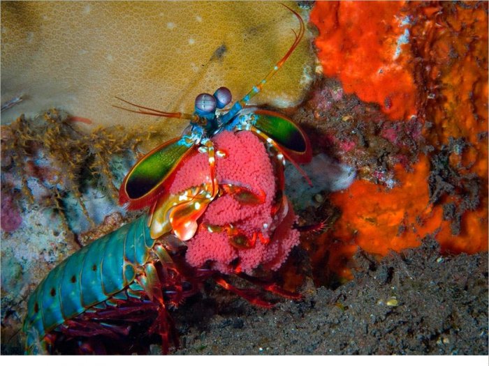 Необычные жители подводного мира (20 фото)