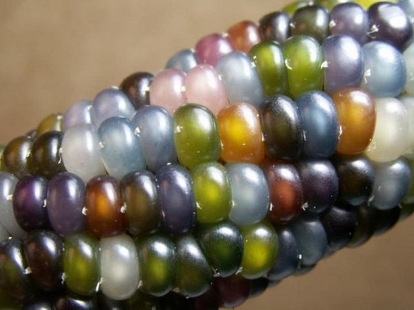 Странная кукуруза (3 фото)