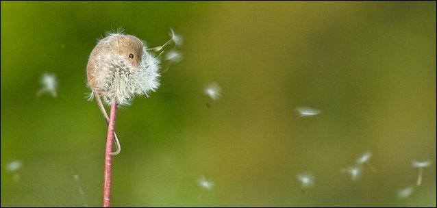 Мышь-полевка на одуванчике (3 фото)