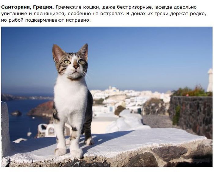 Кошки по всему миру (28 фото)