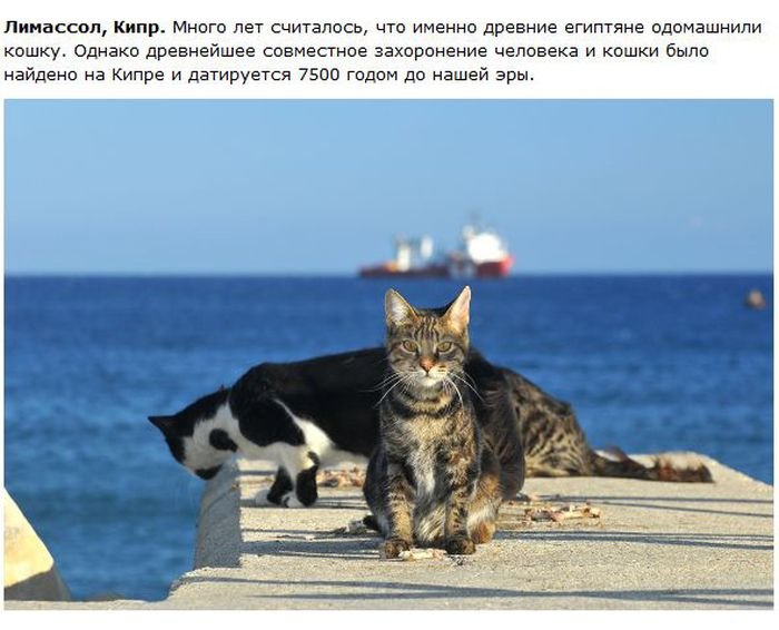 Кошки по всему миру (28 фото)