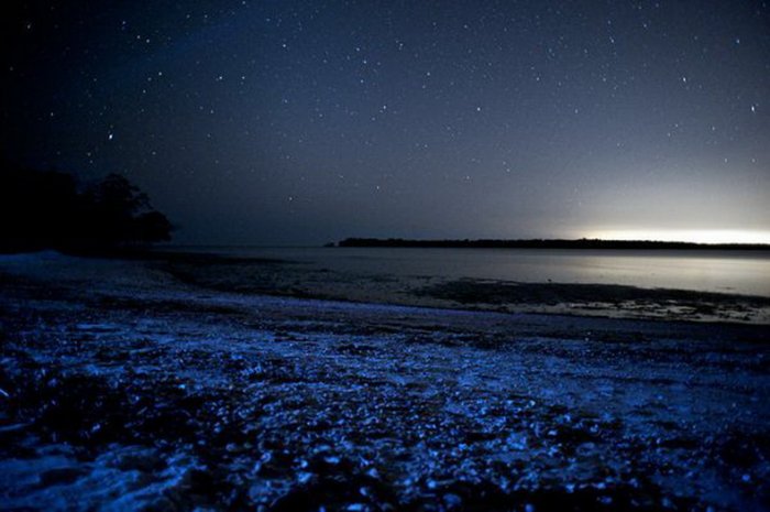 Светящейся планктон на Мальдивах (6 фото)
