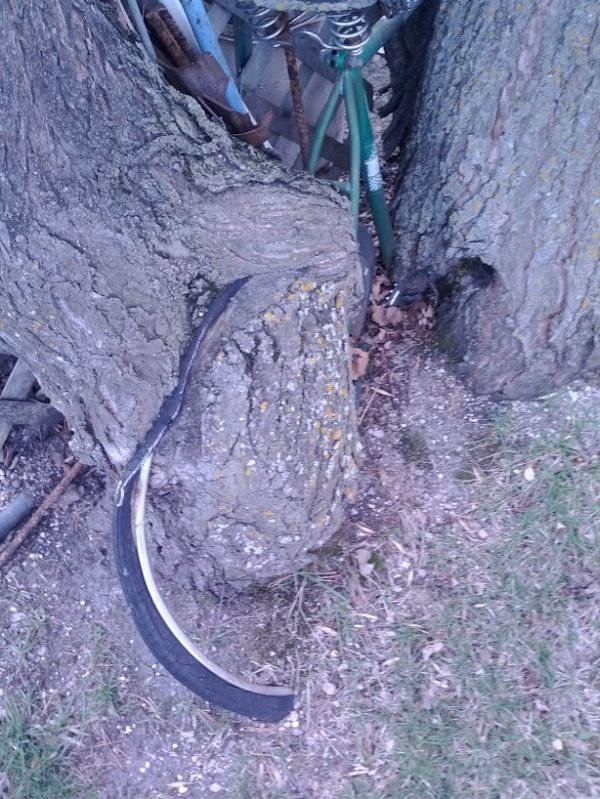 Дерево сожрало велосипед (7 фото)
