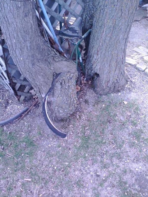 Дерево сожрало велосипед (7 фото)