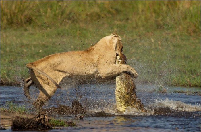 Львица против крокодила (11 фото)