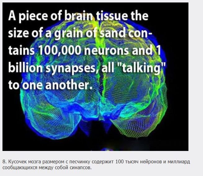 Факты о мозге (18 фото)